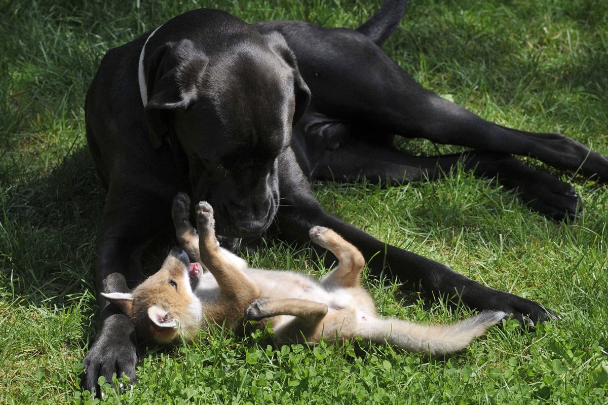 Los perros fueron el primer animal domesticado y el único en aparecer antes de que la gente se asentara para vivir de la agricultura. (Foto Prensa Libre: EFE).