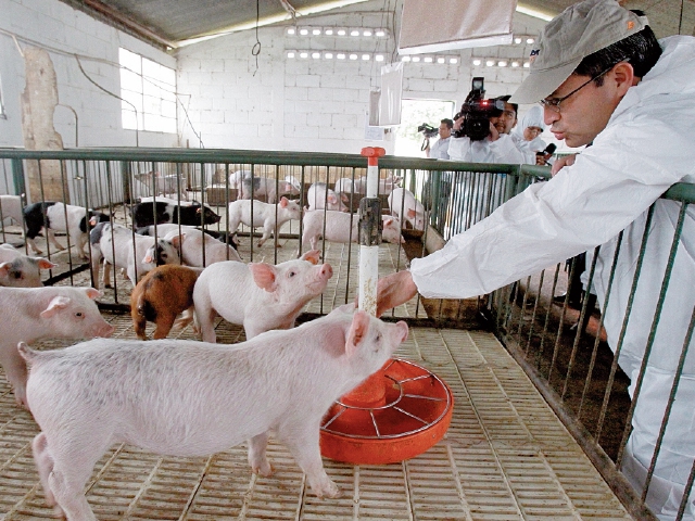 Autoridades de la región deben verificar la sanidad de las granjas de cerdo. (Foto Prensa Libre: Hemeroteca)