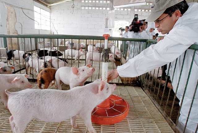 Autoridades de la región deben verificar la sanidad de las granjas de cerdo. (Foto Prensa Libre: Hemeroteca)