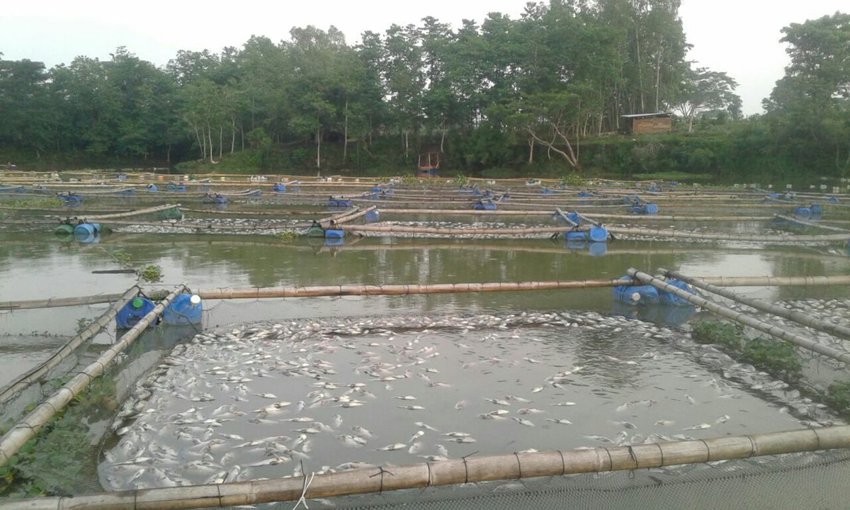 Emiten alerta para evitar consumo de peces que habrían muerto por posible contaminación de laguna