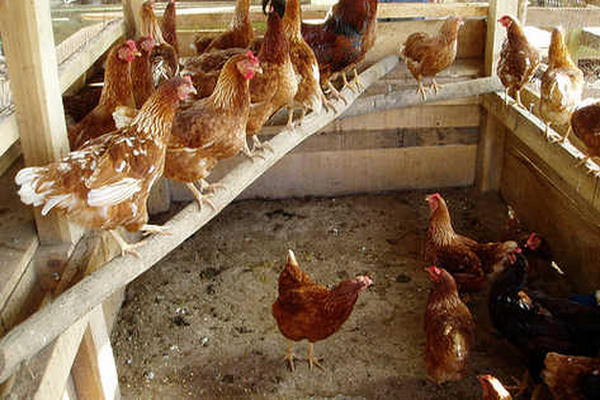 La inspección estará a cargo del Programa Nacional de Sanidad Avícola. (Foto Prensa Libre: Archivo)