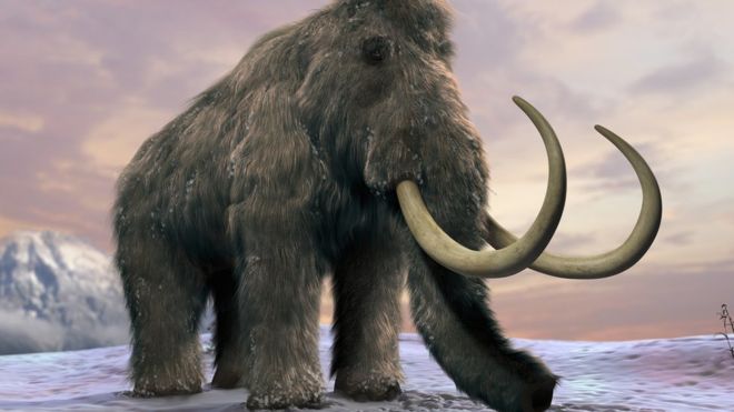 Los mamut de la isla de Saint Paul vivieron miles de años más que sus primos de tierra firme. SCIENCE PHOTO LIBRARY