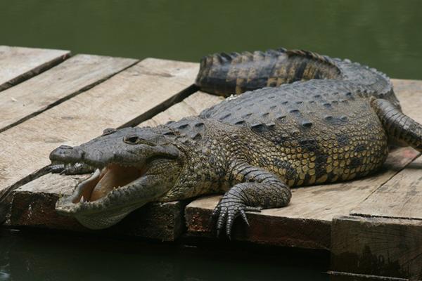 Imagen muestra lagarto del Parque Nacional Las Victorias de Cobán. (Foto Prensa Libre: Ángel Tax). <br _mce_bogus="1"/>