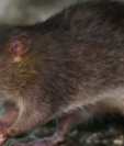 Un hombre de 56 años ha sido el primer caso conocido de hepatitis E de rata en humanos. (GETTY IMAGES)