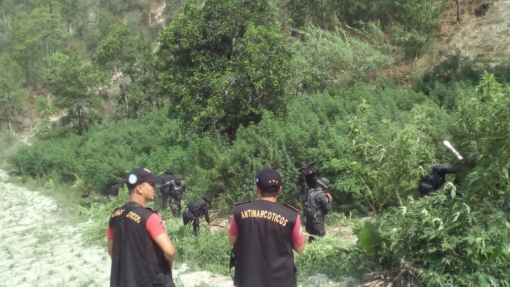 Autoridades efectúan operativo en plantación de marihuana en Totonicapán. (Foto Prensa Libre: cortesía PNC)