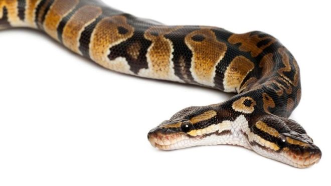 Las criaturas de dos (o más) cabezas no están restringidas al universo de lo fantástico. ALAMY