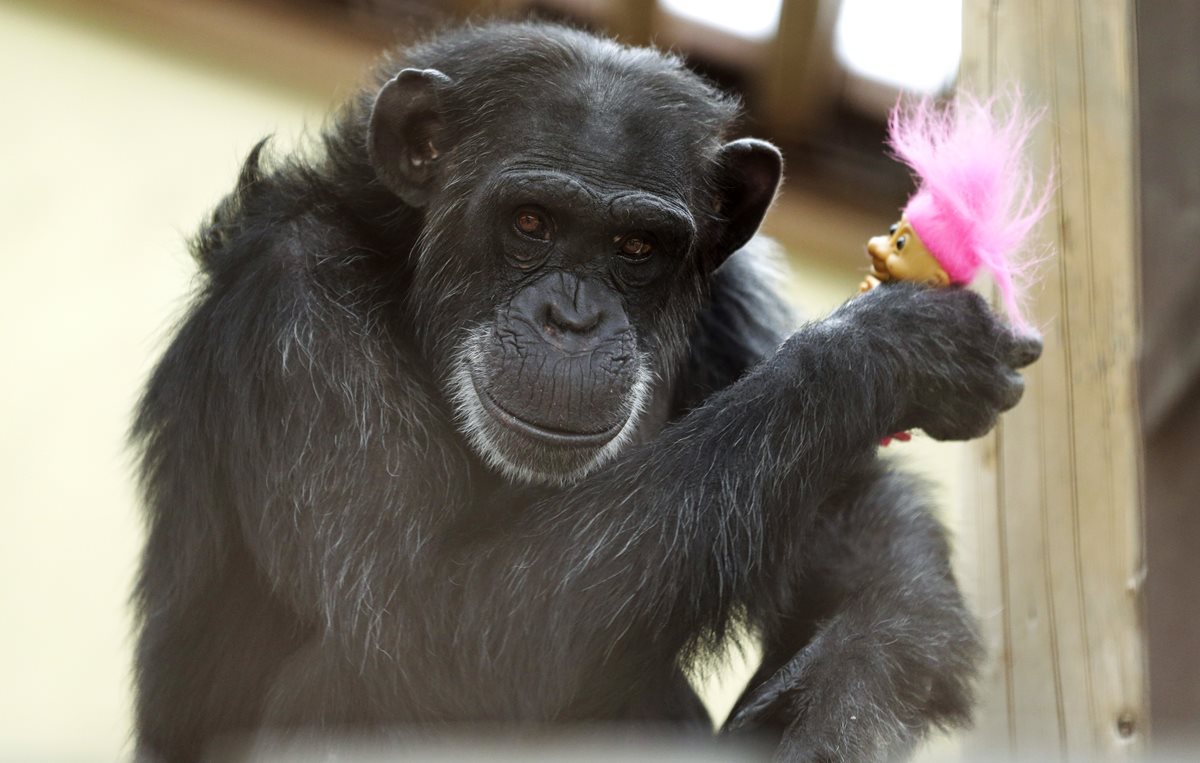 Una Chimpancé se entretiene con un muñeco en un santuario de Washington. (Foto Prensa Libre: AP).