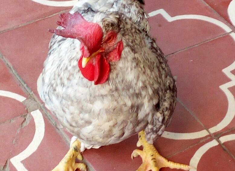 El gallo fue robado del corral de la Iglesia Nazareno, barrio Santo Tomás, Santa Cruz Verapaz. (Foto Prensa Libre: Eduardo Sam)