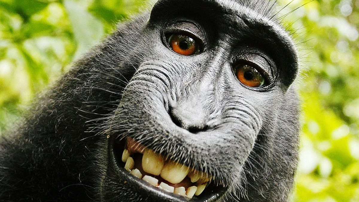Este es el autorretrato tomado por el mono, que dio la vuelta al mundo (Foto: Hemeroteca PL).