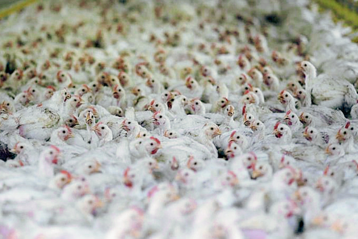La desgravación  arancelaria para la carne de pollo empieza en 2016 en Centroamérica y República Dominicana. (Foto Prensa Libre: Internet)