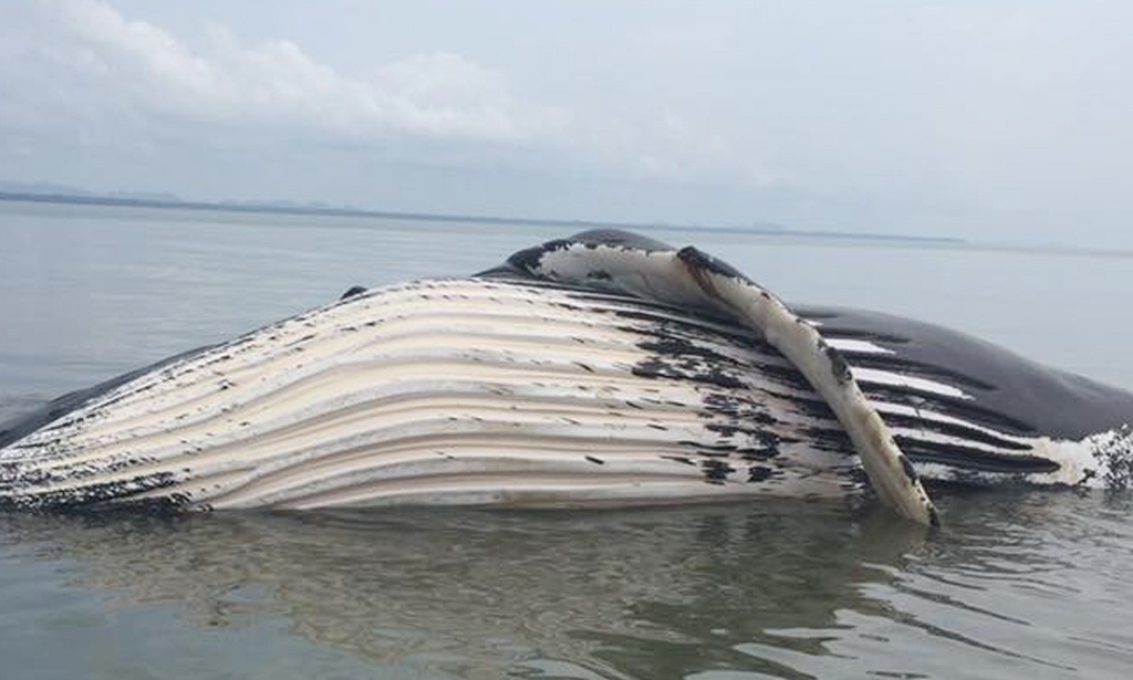 Muere ballena jorobada avistada en la Bahía de Amatique