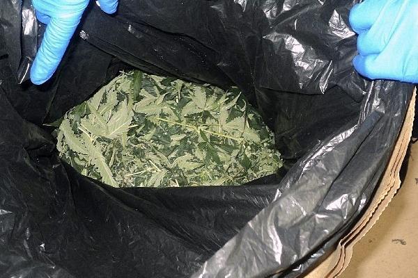 el Gobierno chileno dijo que sacará marihuana de lista de drogas duras y evalúa uso terapéutico.