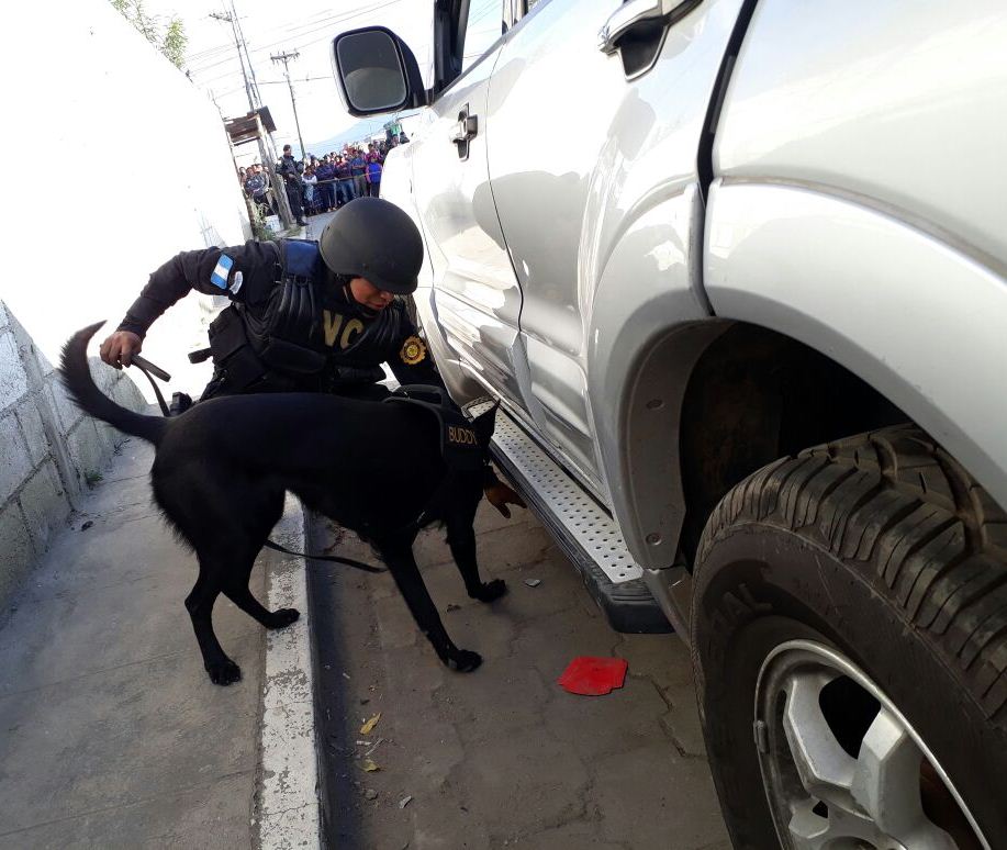 El agente canino Buddy alertó a los policías que transportaban ilícitos. (Foto Prensa Libre: Cortesía PNC)
