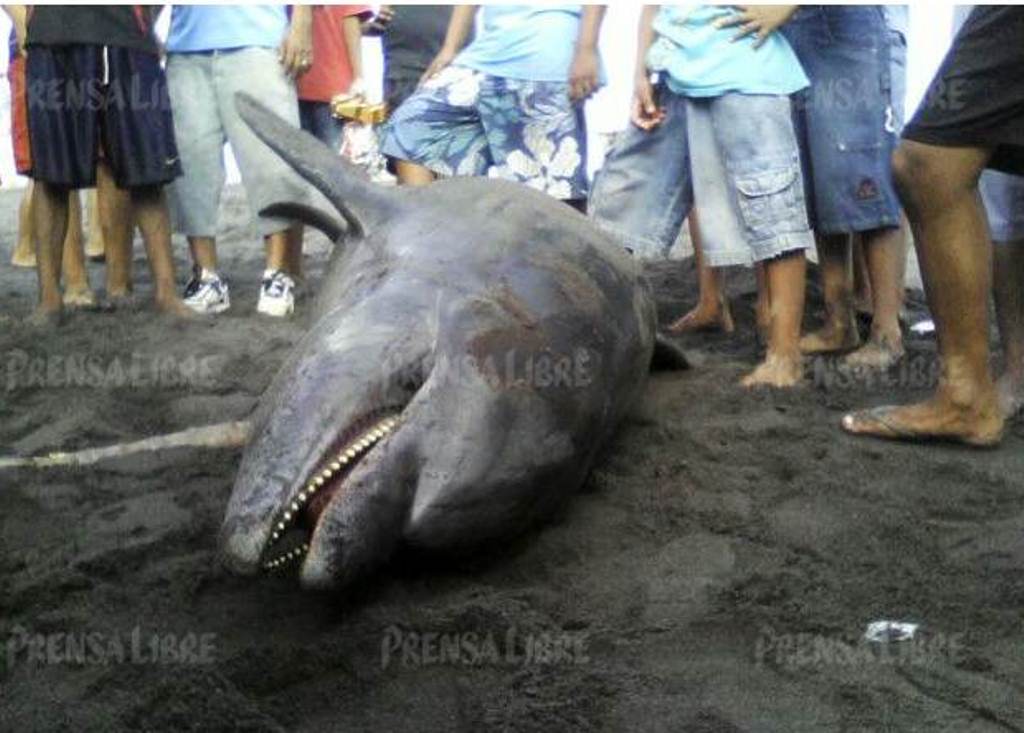 Pobladores localizan cadáver de delfín en playa de Champerico