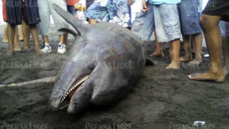 Delfín que fue localizado sin vida en Champerico, Retalhuleu. (Foto Prensa Libre: Jorte Tizol).