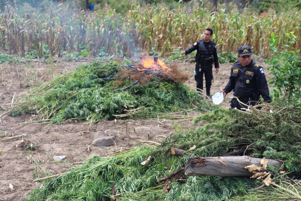 Dos agentes de la PNC queman parte de las matas de marihuana que fue erradicada en Momostenango, Totonicapán. (Foto Prensa Libre: Édgar Domínguez)