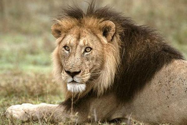 El <strong>león</strong> (<em><strong>Panthera leo</strong></em>) es un <a class="mw-redirect" title="Mamífero" href="http://es.wikipedia.org/wiki/Mam%C3%ADfero">mamífero</a> <a title="Carnivora" href="http://es.wikipedia.org/wiki/Carnivora">carnívoro</a> de la <a title="Familia (biología)" href="http://es.wikipedia.org/wiki/Familia_%28biolog%C3%ADa%29">familia</a> de los <a title="Felidae" href="http://es.wikipedia.org/wiki/Felidae">félidos</a> y  una de las cuatro especies del género <em><a title="Panthera" href="http://es.wikipedia.org/wiki/Panthera">Panthera</a></em>.