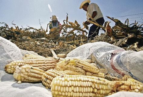 Instituciones y particulares han creado mejoras en semillas; sin  embargo, el país no cuenta con una ley que permita registrarlas como  propias.  (Fotografía Prensa Libre. Archivo)