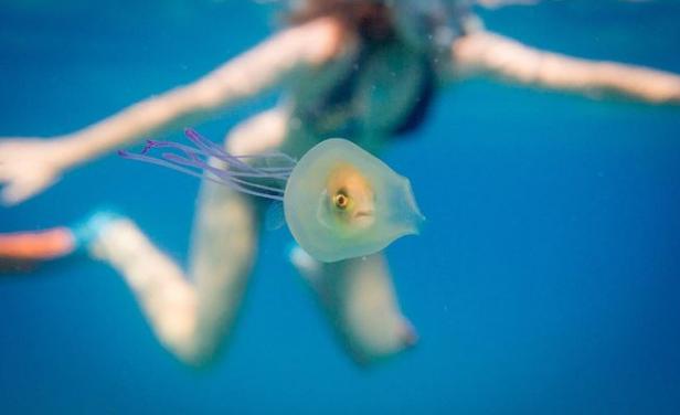 El pez dentro de la medusa. Foto:Instagram @franny.plumridge. (AFP).