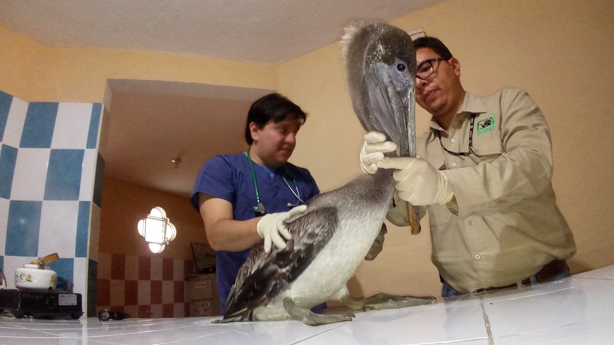 Expertos evalúan al ave. (Foto Prensa Libre: Conap)