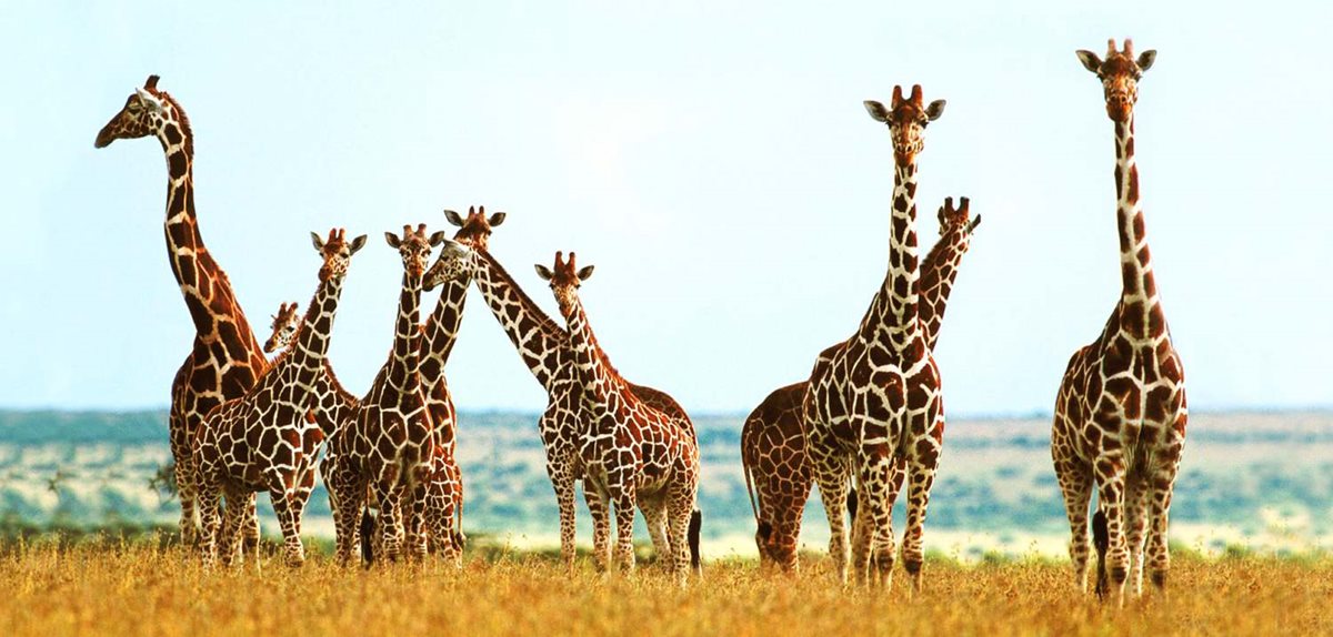 Las jirafas se encuentran en peligro de extinción. (Foto Prensa Libre: AFP).