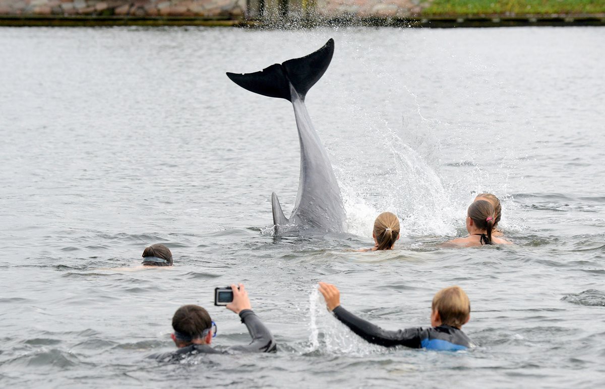 El delfín amistoso deleita a bañistas en el norte de Alemania. (Foto Prensa Libre: AP).