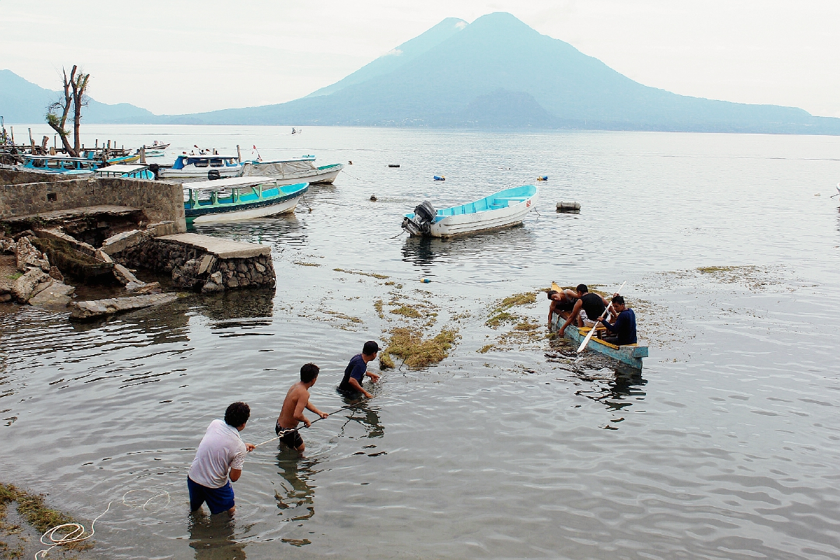 Voluntarios sacan algas, conocidas también hidrilla, del la agua del lago en Panajachel, Sololá (Foro Prensa Libre: Ángel Julajuj)