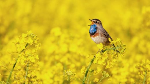Si no tienes pájaros cerca, prueba a escuchar una grabación (Foto Prensa Libre: GETTY IMAGES).
