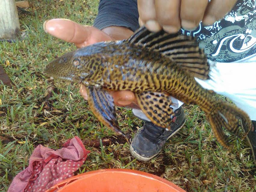 Un espécimen del pez conocido como gato, pleco o diablo fue hallado en el Lago de Atitlán. (Foto Prensa Libre: Angel Juajuj)