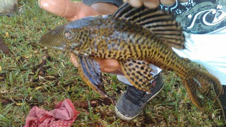 Un espécimen del pez conocido como gato, pleco o diablo fue hallado en el Lago de Atitlán. (Foto Prensa Libre: Angel Juajuj)