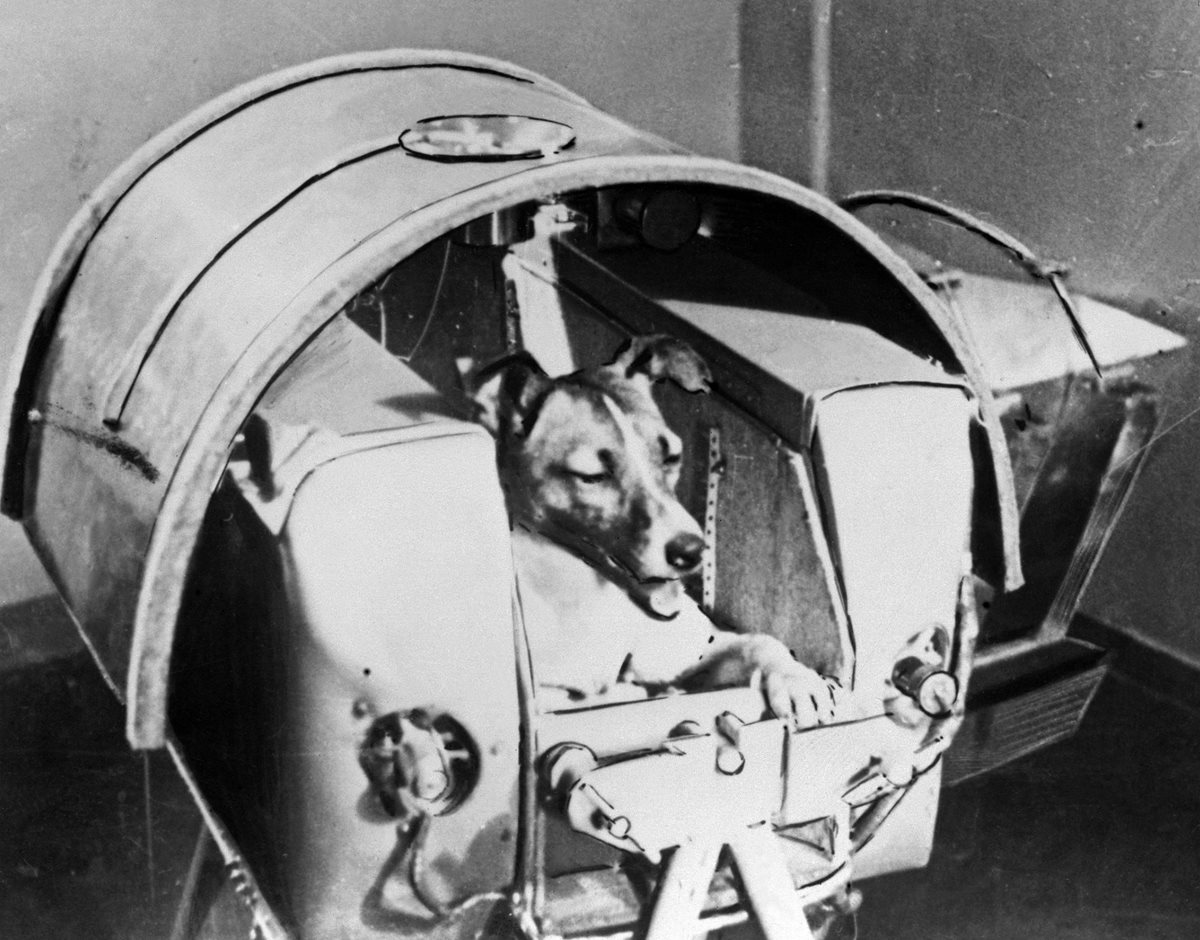 Imagen muestra a Laika a bordo de la cápsula Sputnik II en 1957. (Foto Prensa Libre: AFP)