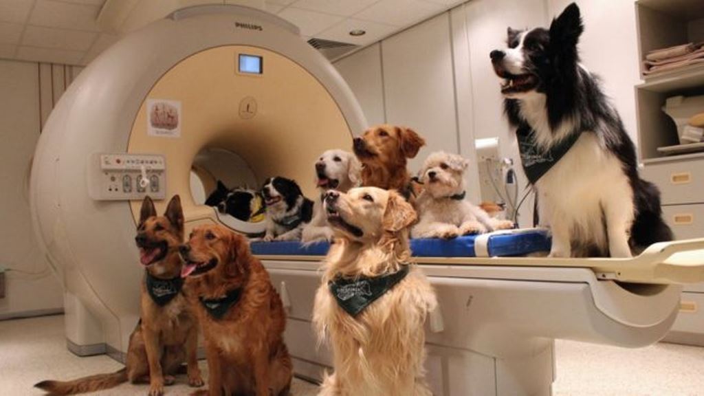 Para el estudio utilizaron 13 perros entrenados para quedarse 7 minutos quietos durante el escaneo de sus cerebros. (ENIK KUBINYI / UNIVERSIDAD EÖTVÖS LORÁND)