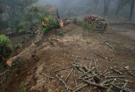 Los alcaldes de los municipios de Quiché denunciaron que la deforestación en las montañas de dicho departamento, ha hecho disminuir los recursos naturales. (Foto Prensa Libre: Oscar Figueroa)