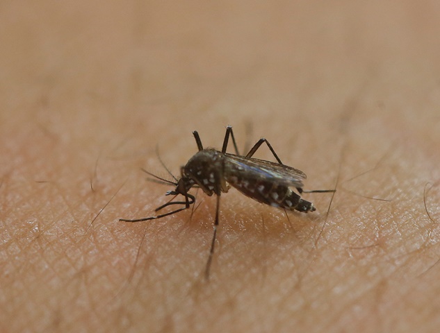 El virus se transmite por la picadura de mosquitos “Aedes aegypti” que también contagian el dengue, el chikungunya y la fiebre amarilla. (Foto Prensa Libre: AP)