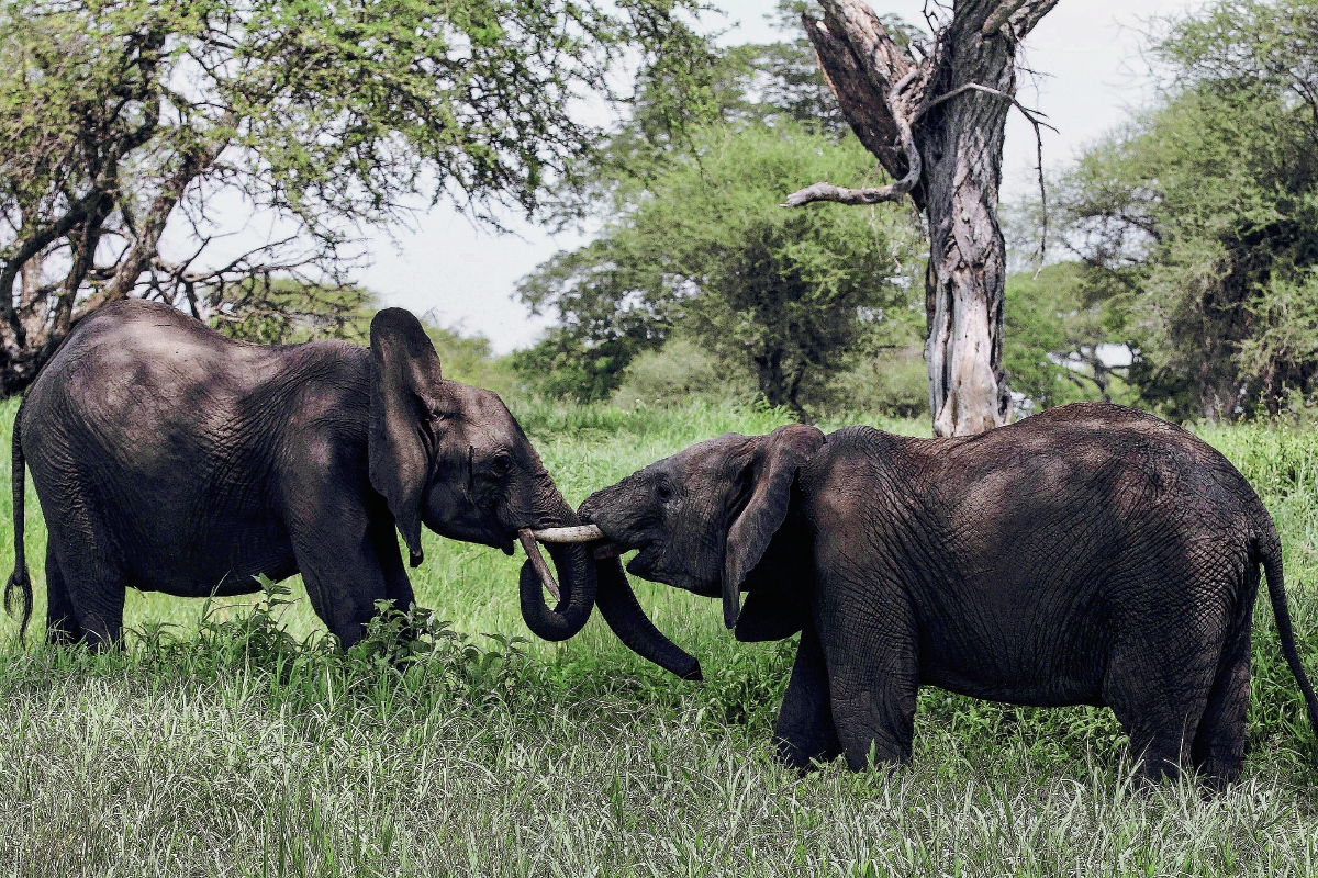 Elefantes de Tanzania son amenazados por la caza furtiva. (Foto Prensa Libre: AP).
