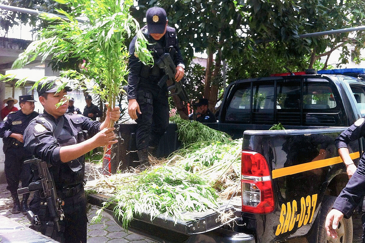 Agentes de la PNC recogen matas de marihuana y las trasladan a un autopatrulla en Santo Domingo Xenacoj, Sacatepéquez. (Foto Prensa Libre:)