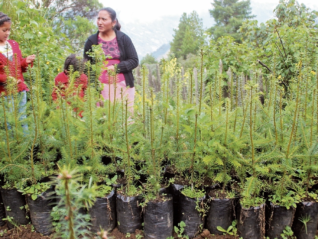 vecinos de Buena Vista, Chiantla, Huehuetenango, se dedican a cultivar pinabete para vender en Navidad.