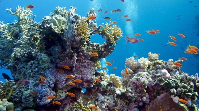 El cambio en la temperatura del agua afecta a los arrecifes de coral. GETTY