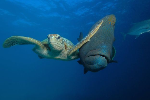 Tremendo cachetazo recibió este pez por parte de esta tortuga. La imagen, de Troy Mayne, obtuvo el primer premio en la categoría "Bajo el mar". Foto: Troy Mayne.