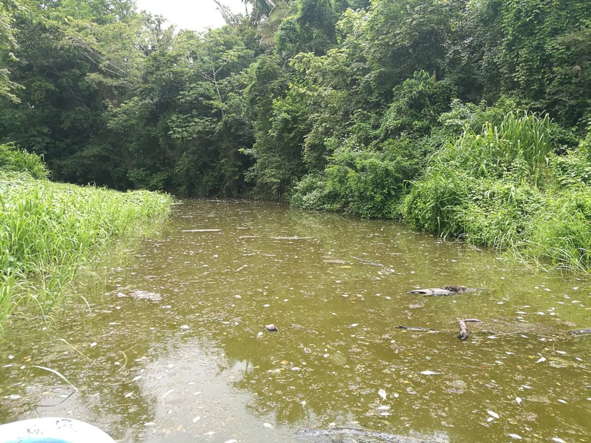 Se determinó que los peces tendrían unas 58 horas de haber muerto, en el arroyo Ixlú, Flores, Petén. (Foto Prensa Libre: Rigoberto Escobar)