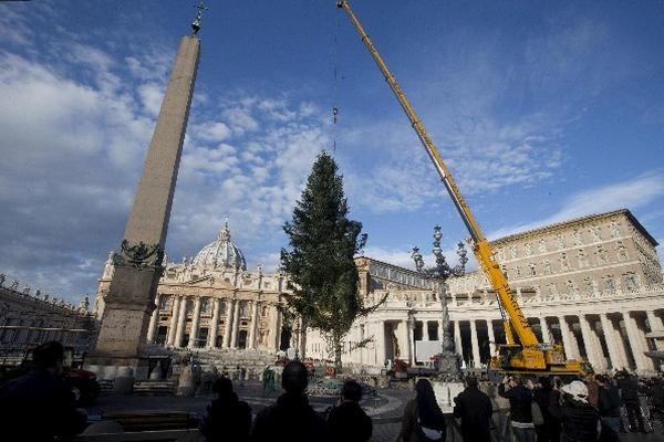 Una grúa alza el abeto navideño de 2.25 metros de altura, procedente de la región de Calabria, cerca del Obelisco en la Plaza de San Pedro del Vaticano. (Foto Prensa Libre: EFE)