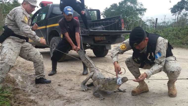 Personal de Diprona y de la PNC rescataron al lagarto cuando deambulaba en el área urbana de Melchor de Mencos. (Foto Prensa Libre: Rigoberto Escobar)