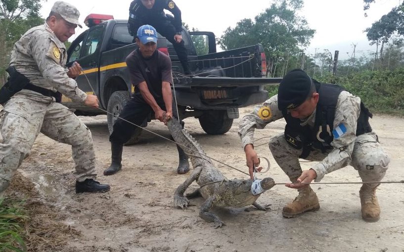 Liberan a lagarto que fue encontrado en el área urbana de Melchor de Mencos