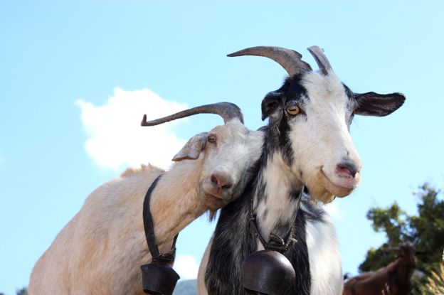 En Google, las cabras les ganaron la batalla a las máquinas. (Foto Prensa Libre: GETTY IMAGES)