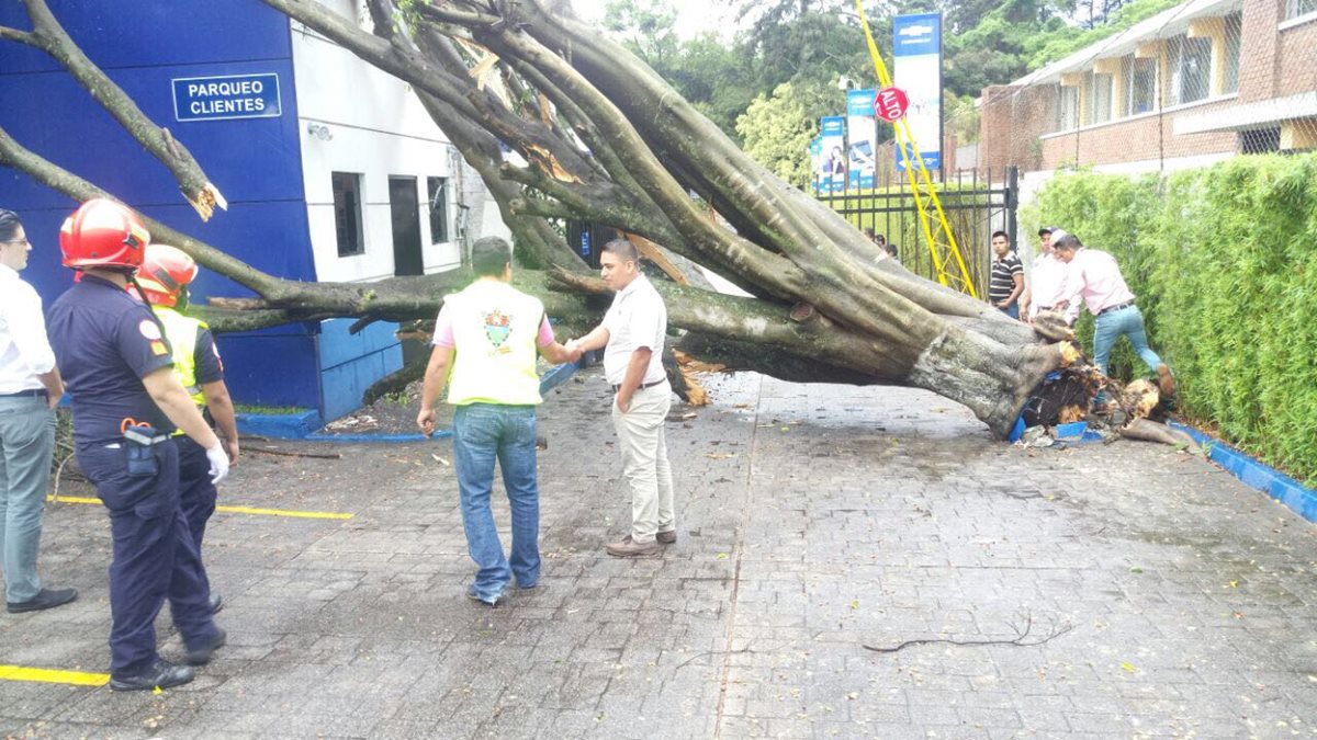 Personal de la Municipalidad trabajó por más de una hora para retirar el árbol caído en la avenida Reforma y 14 calle de la zona 10. (Foto Prensa Libre: redes sociales)