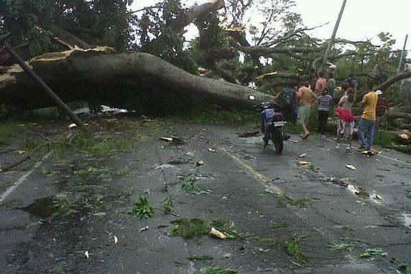 La caída de una ceiba mantiene bloqueado el paso en la carretera en el kilómetro 125 de la ruta de la Costa Sur. (Foto Prensa Libre: Felipe Guzmán)