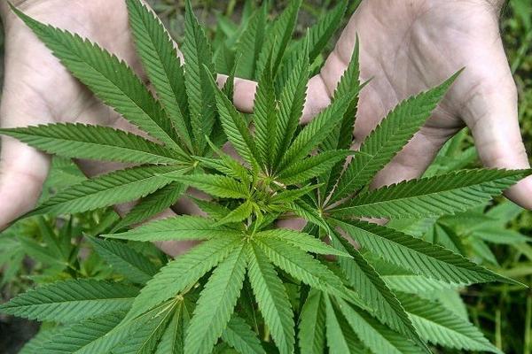 El consumo de marihuana podría repercutir en el sistema cerebral. <br _mce_bogus="1"/>
