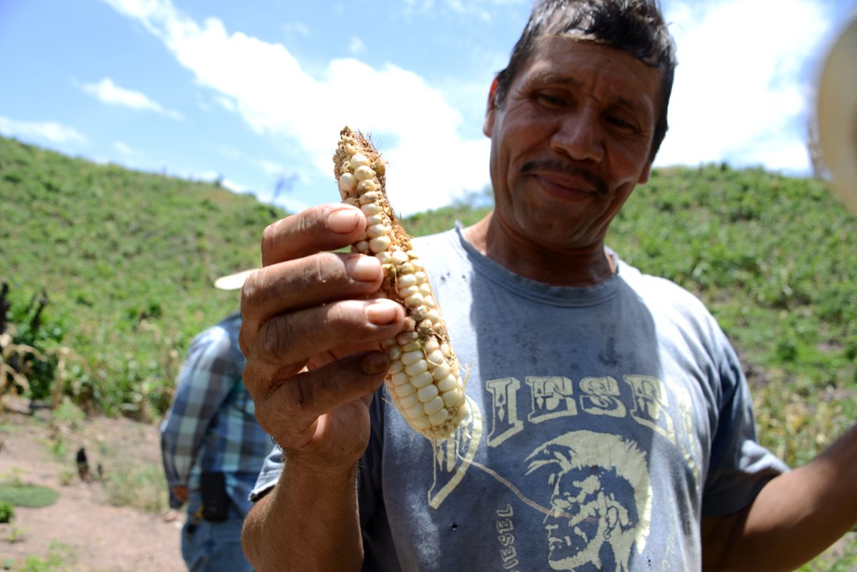 Plutarco Castellanos muestra el daño que la sequía y plagas han causado a la cosecha. (Foto Prensa Libre: AFP).