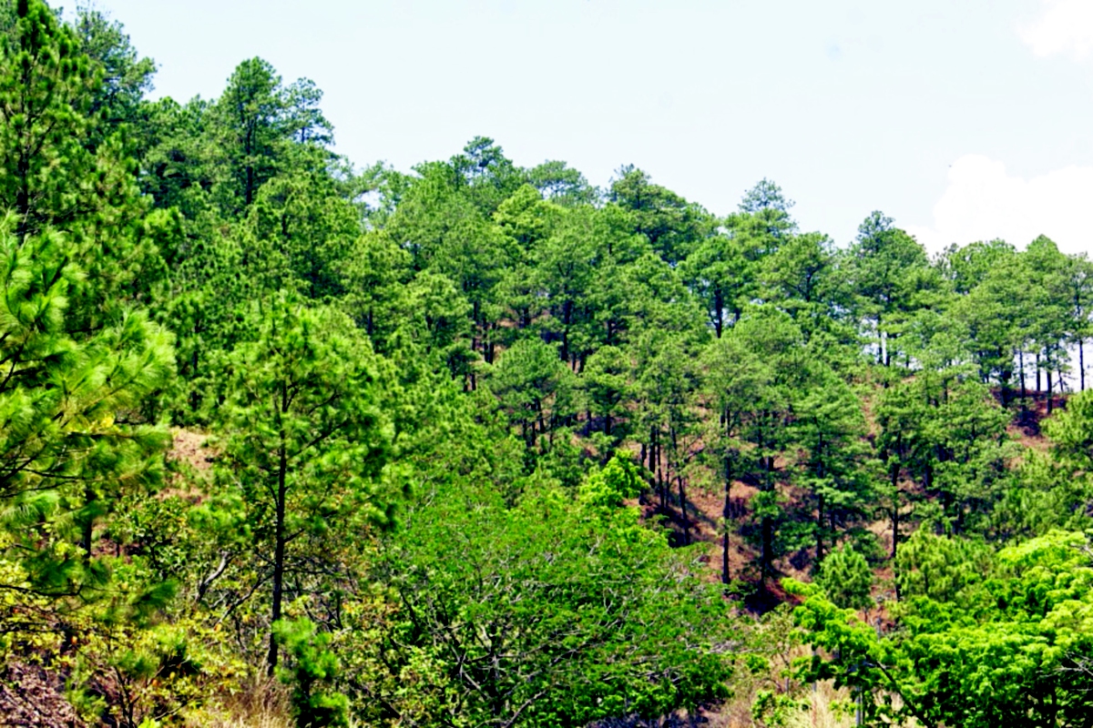 Montaña las  Granadillas, en Zacapa, donde pobladores reportan tala. (Foto Prensa Libre: Edwin Paxtor)