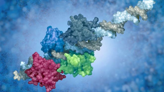 El estudio revela como pequeños ajustes en la forma y composición de las proteínas han ayudado a los humanos y otros mamíferos a responder a los virus. (THINKSTOCK).